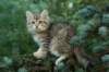 oraleegirlavailableforbreedingoraleehasverystrongbodystronglegsandbigpawswarmcoatcolorandpromisingcoattexture3_small.jpg