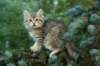 oraleegirlavailableforbreedingoraleehasverystrongbodystronglegsandbigpawswarmcoatcolorandpromisingcoattexture4_small.jpg