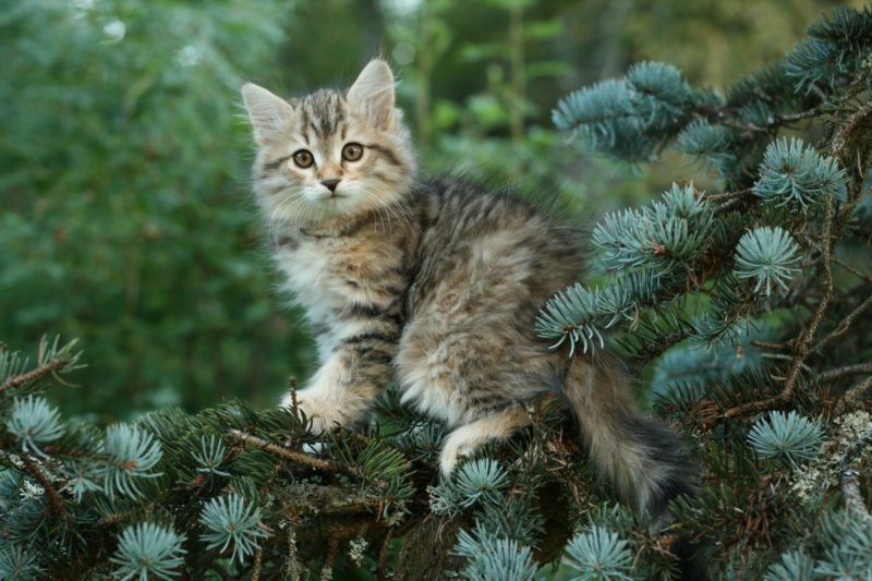 oraleegirlavailableforbreedingoraleehasverystrongbodystronglegsandbigpawswarmcoatcolorandpromisingcoattexture5.jpg