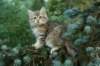 oraleegirlavailableforbreedingoraleehasverystrongbodystronglegsandbigpawswarmcoatcolorandpromisingcoattexture5_small.jpg