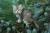 oraleegirlavailableforbreedingoraleehasverystrongbodystronglegsandbigpawswarmcoatcolorandpromisingcoattexture6_small.jpg