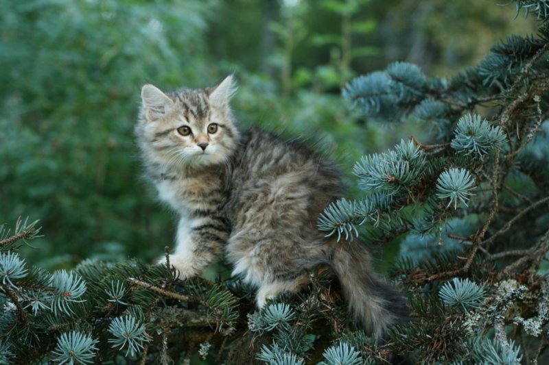 oraleegirlavailableforbreedingoraleehasverystrongbodystronglegsandbigpawswarmcoatcolorandpromisingcoattexture7.jpg