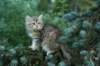 oraleegirlavailableforbreedingoraleehasverystrongbodystronglegsandbigpawswarmcoatcolorandpromisingcoattexture7_small.jpg