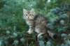 oraleegirlavailableforbreedingoraleehasverystrongbodystronglegsandbigpawswarmcoatcolorandpromisingcoattexture8_small.jpg