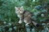oraleegirlavailableforbreedingoraleehasverystrongbodystronglegsandbigpawswarmcoatcolorandpromisingcoattexture9_small.jpg