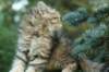 oraleegirlavailableforbreedingoraleehasverystrongbodystronglegsandbigpawswarmcoatcolorandpromisingcoattexture_small.jpg