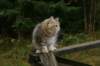 img_9060_small.jpg