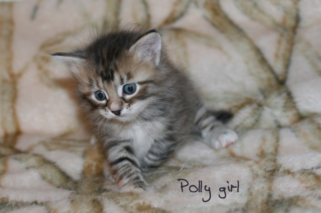 pollygirlimg_6457.jpg