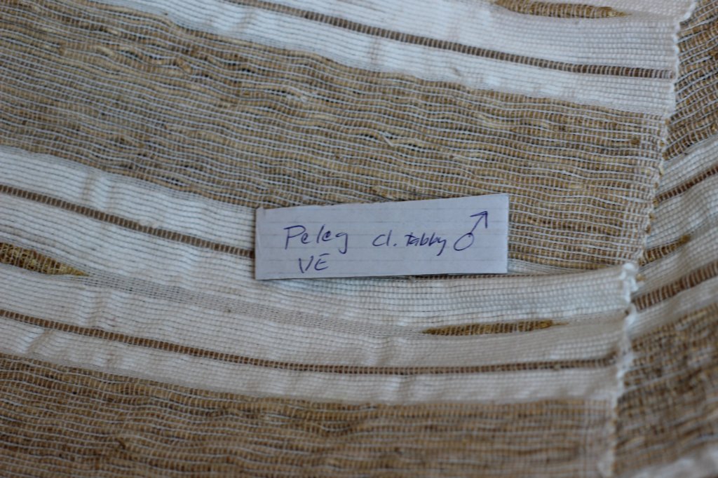pelegboysibn22.jpg