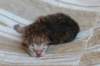 peterboysibny232410_small.jpg