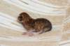 peterboysibny23242_small.jpg