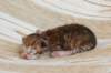 peterboysibny23243_small.jpg