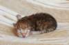 peterboysibny23244_small.jpg