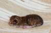 peterboysibny23245_small.jpg