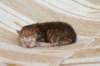 peterboysibny23246_small.jpg