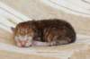 peterboysibny23247_small.jpg