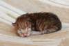 peterboysibny23248_small.jpg