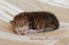 peterboysibny2324_small.jpg