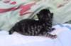 philadelphiasibn236_small.jpg