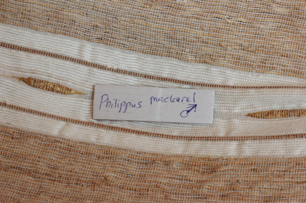 philippusboysibn23.jpg