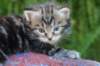 paulosboy4weeks14_small.jpg