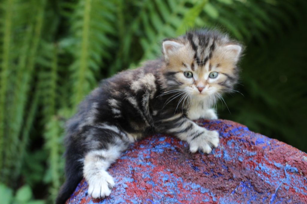 pelegboy4weeks11.jpg