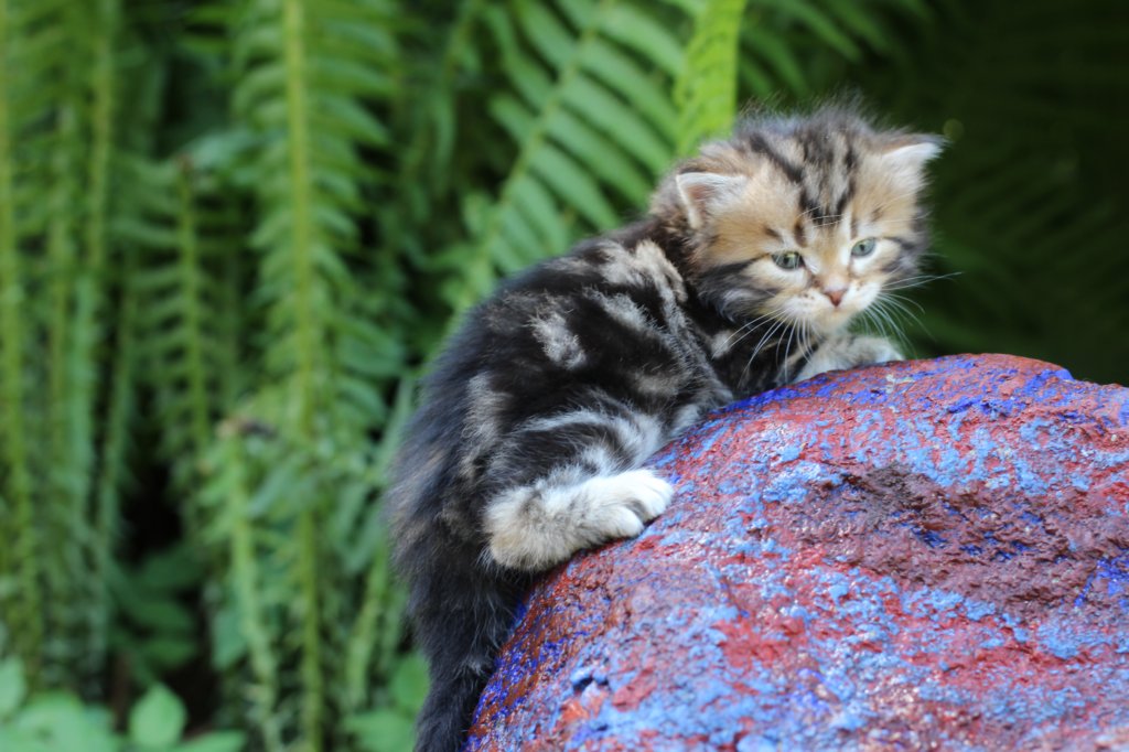 pelegboy4weeks13.jpg