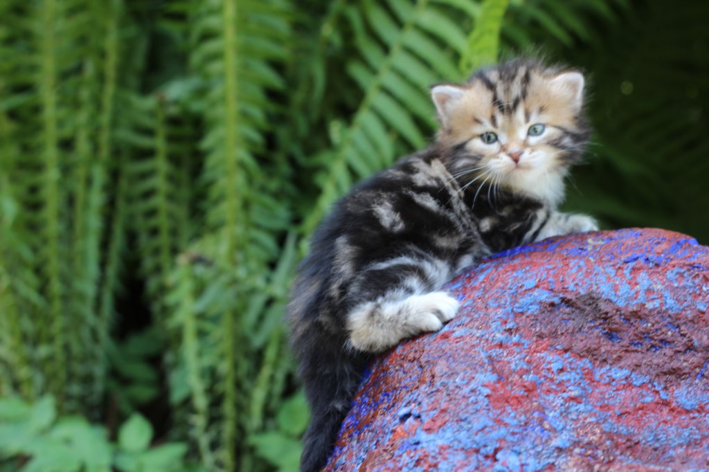 pelegboy4weeks14.jpg