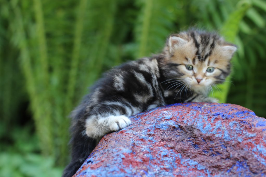 pelegboy4weeks16.jpg