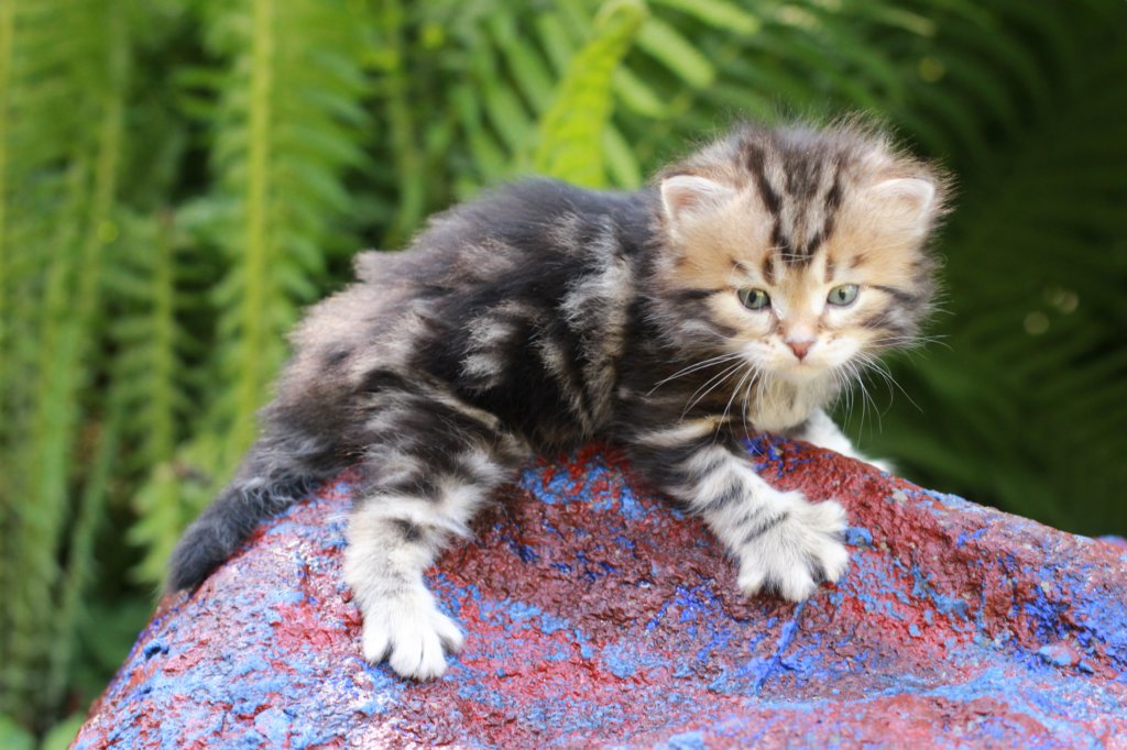 pelegboy4weeks7.jpg