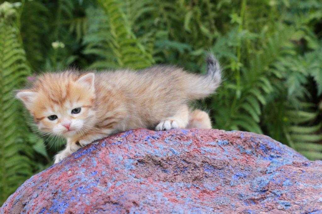 peterboy4weeks22.jpg