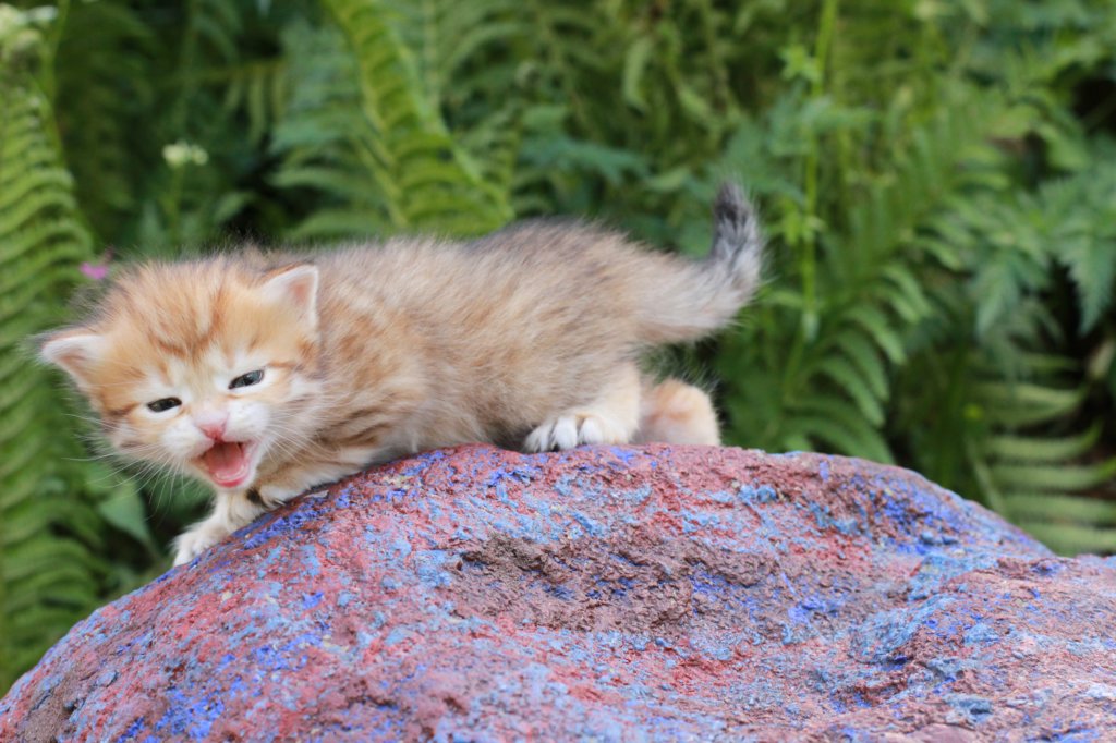 peterboy4weeks23.jpg
