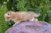 peterboy4weeks28_small.jpg