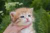 peterboy4weeks33_small.jpg