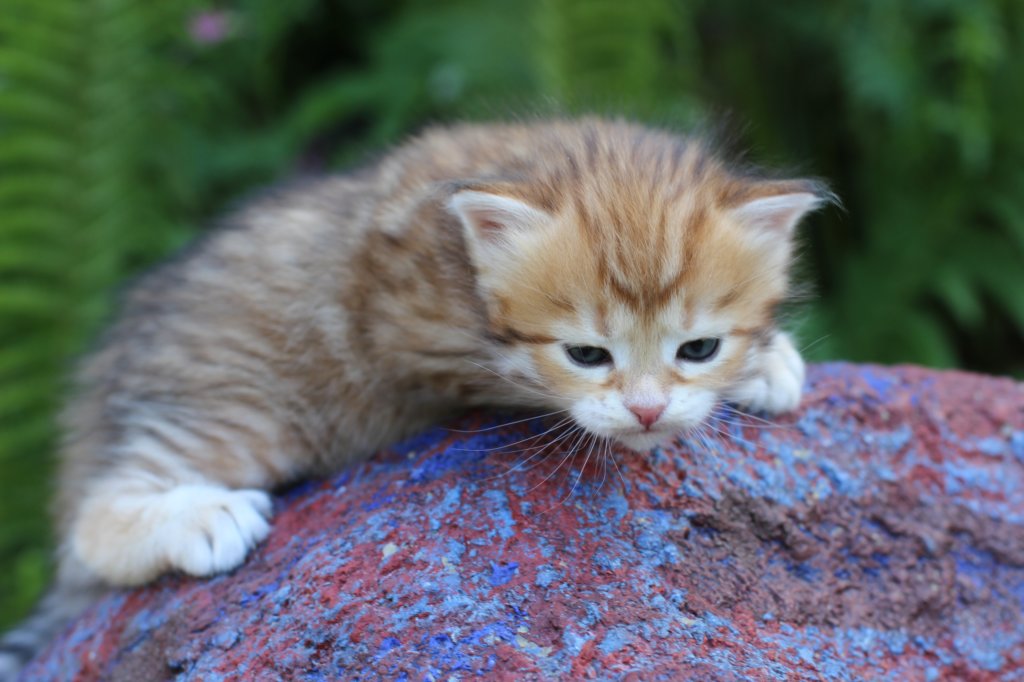 peterboy4weeks5.jpg