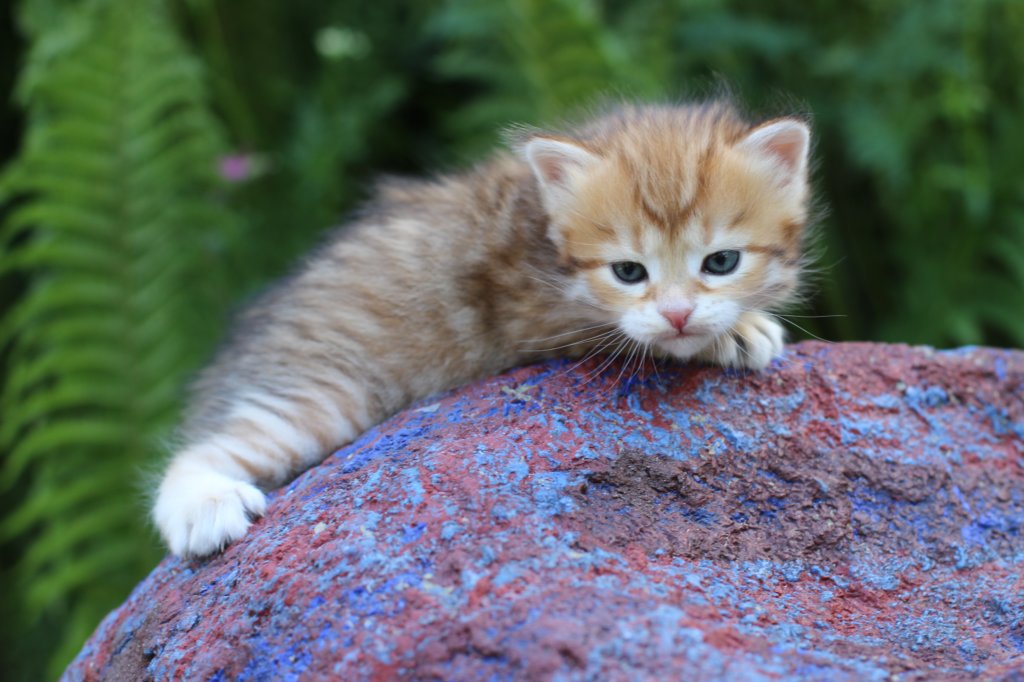 peterboy4weeks9.jpg