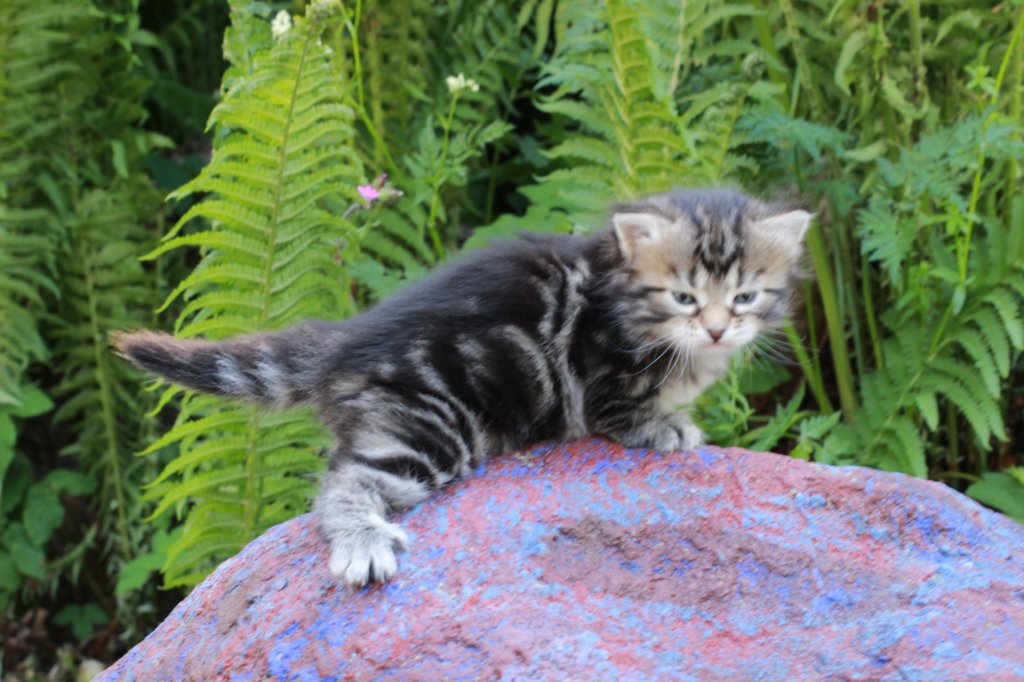 phebegirl4weeks19.jpg