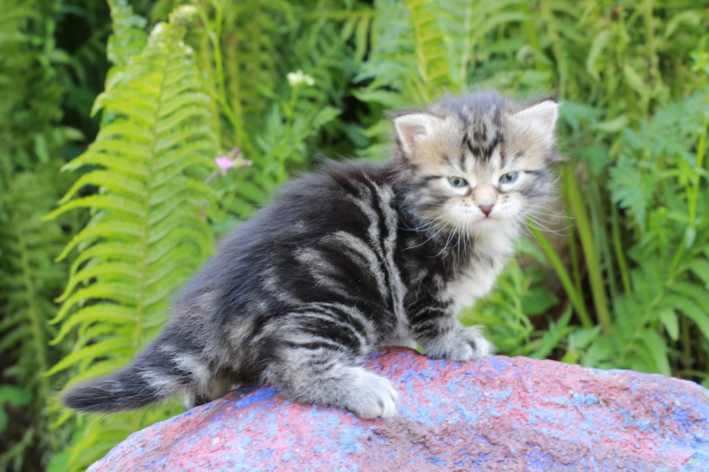 phebegirl4weeks20.jpg