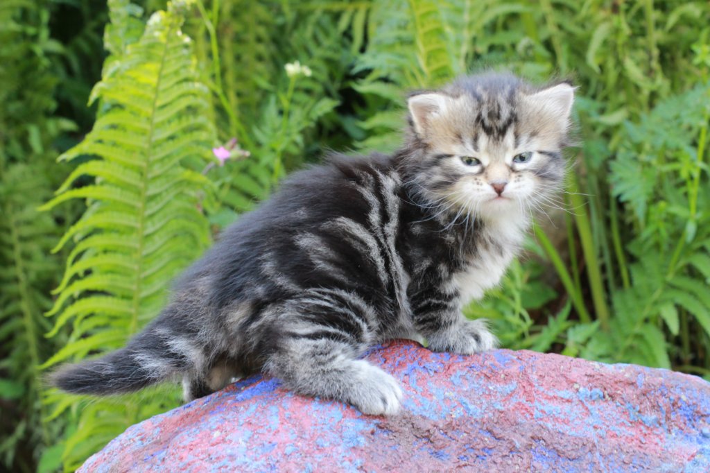 phebegirl4weeks22.jpg