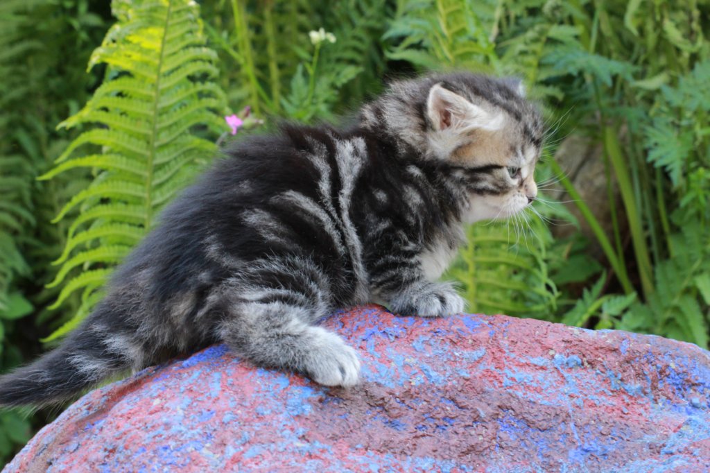 phebegirl4weeks25.jpg