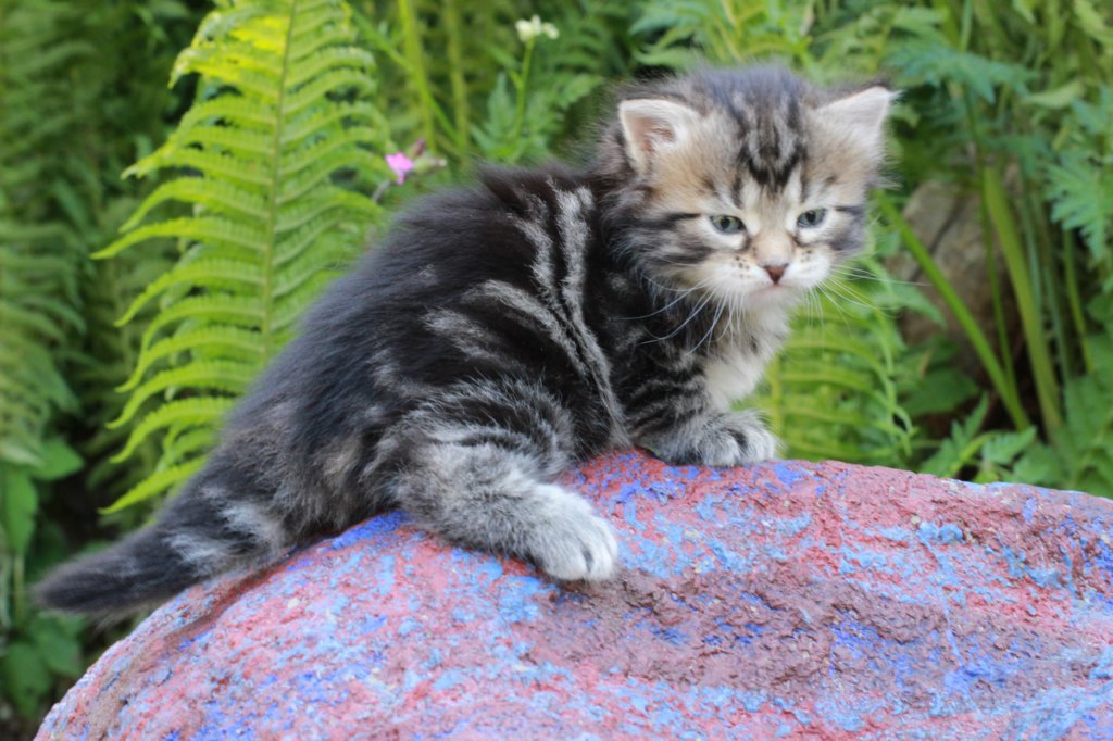 phebegirl4weeks27.jpg