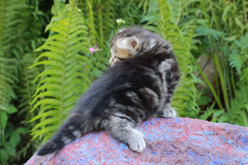 phebegirl4weeks29.jpg