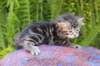 phebegirl4weeks2_small.jpg