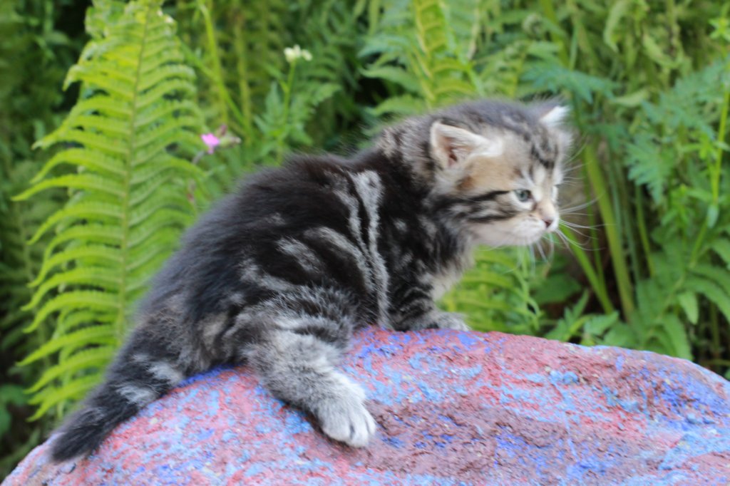 phebegirl4weeks30.jpg