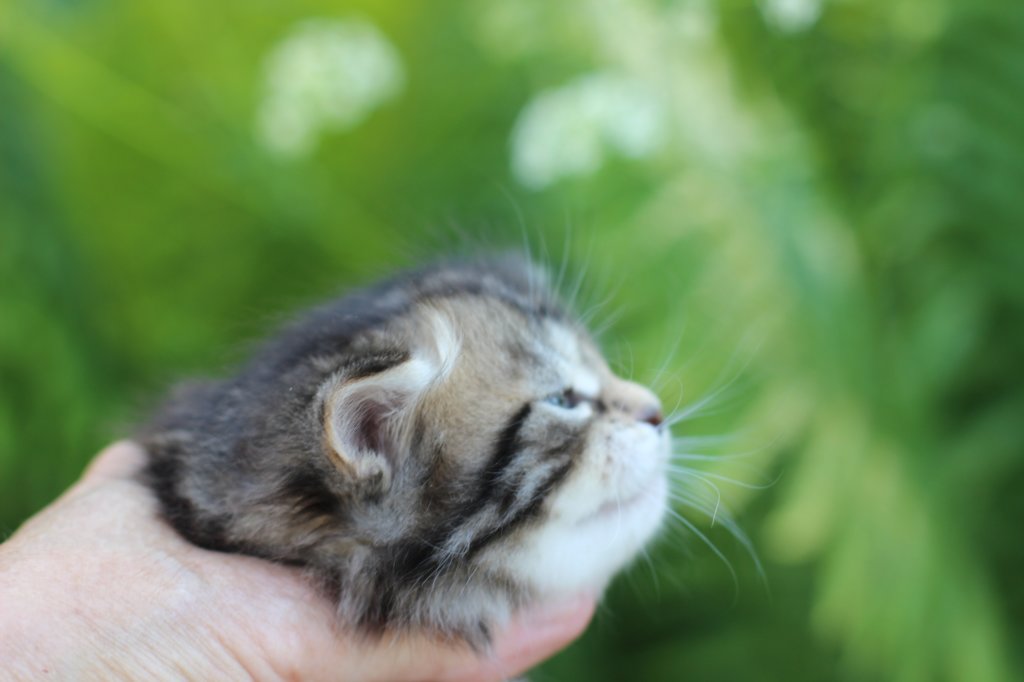 phebegirl4weeks34.jpg