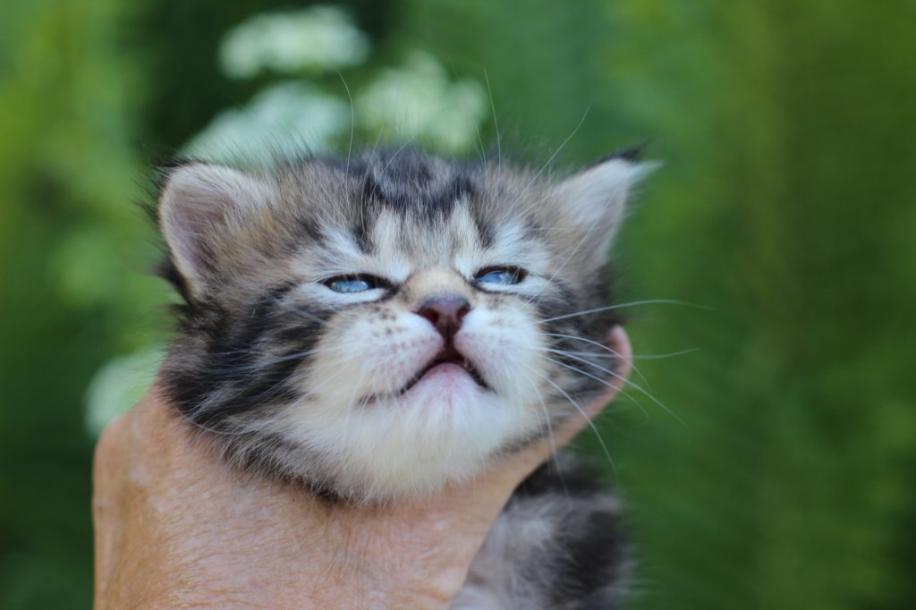 phebegirl4weeks35.jpg