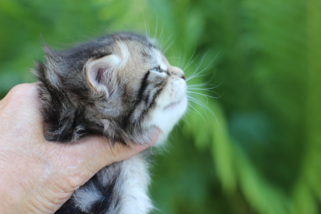 phebegirl4weeks37.jpg