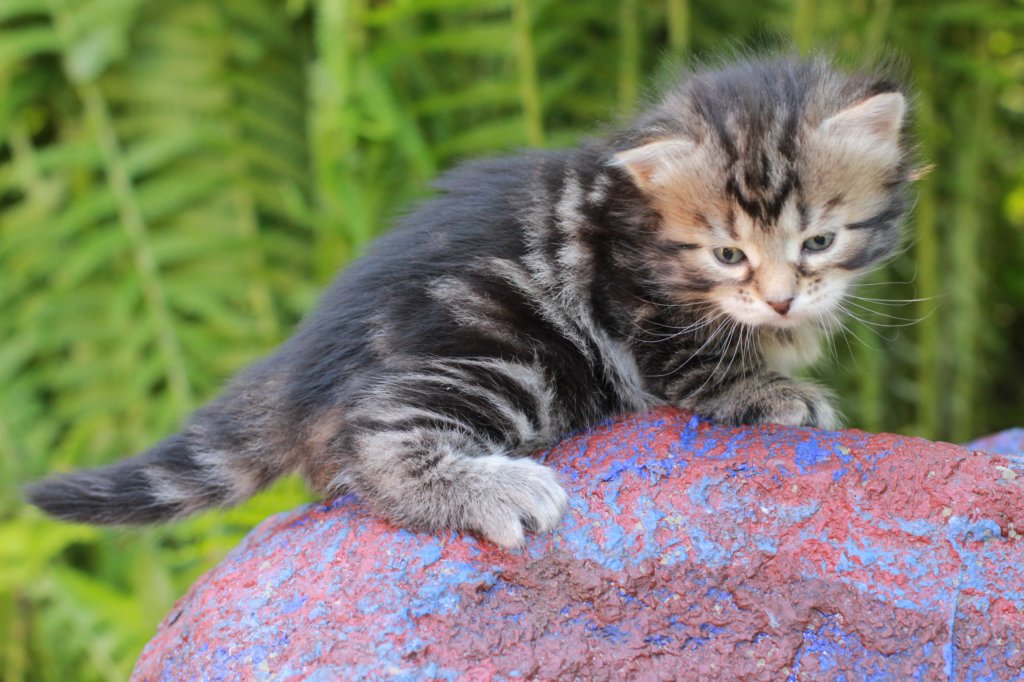 phebegirl4weeks5.jpg
