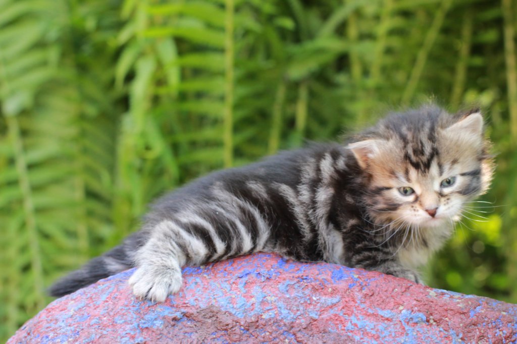 phebegirl4weeks9.jpg