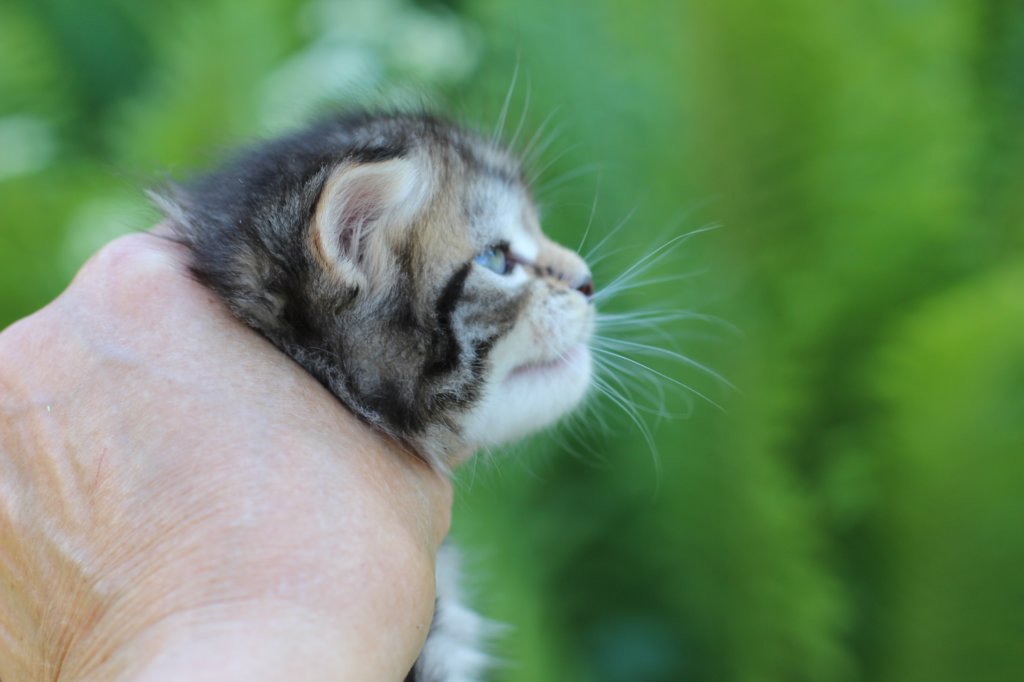 philadelphiagirl4weeks4.jpg